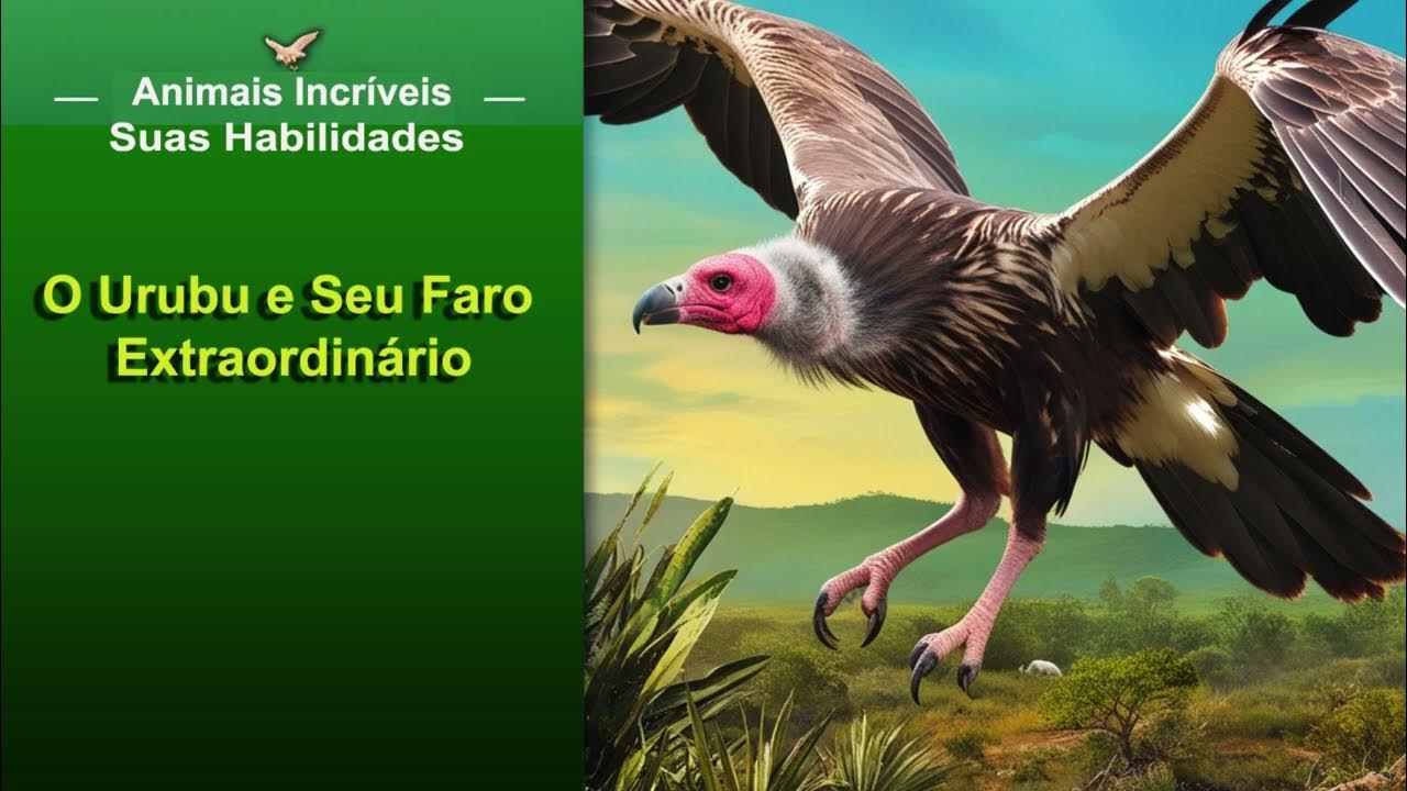 kfzeroHits's tweet card. O Urubu e Seu Faro Extraordinário (Animais Incríveis e Suas Habilid...