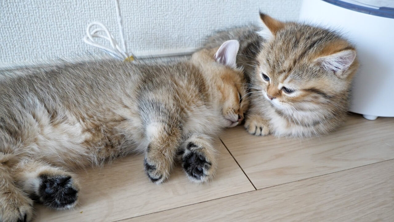 universitycatc's tweet card. ホワホワなうぶげに覆われている子猫が水飲み場のそばで寝転がって、ひと休み。そこへ兄弟猫もやってきてカリカリごは