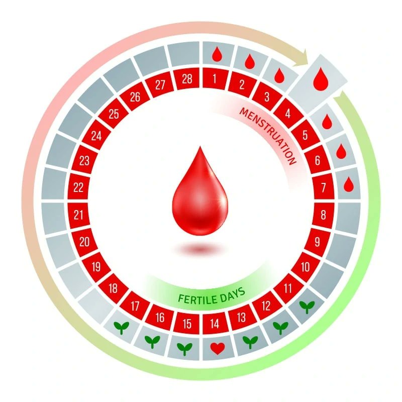 Advice4PCOS's tweet card. Ovulation is key for conception. Understanding your ovulation cycle helps you maximize efforts when trying to conceive. Read on to learn exactly how it works...