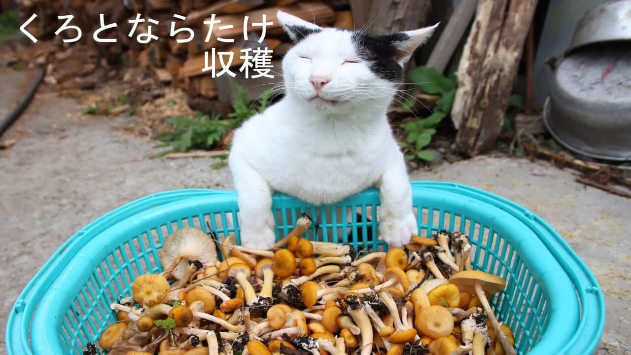 universitycatc's tweet card. おばあちゃんが山でナラタケの収穫をしています。 腰を90度に曲げてせっせと収穫作業を進めていますが、その背中の