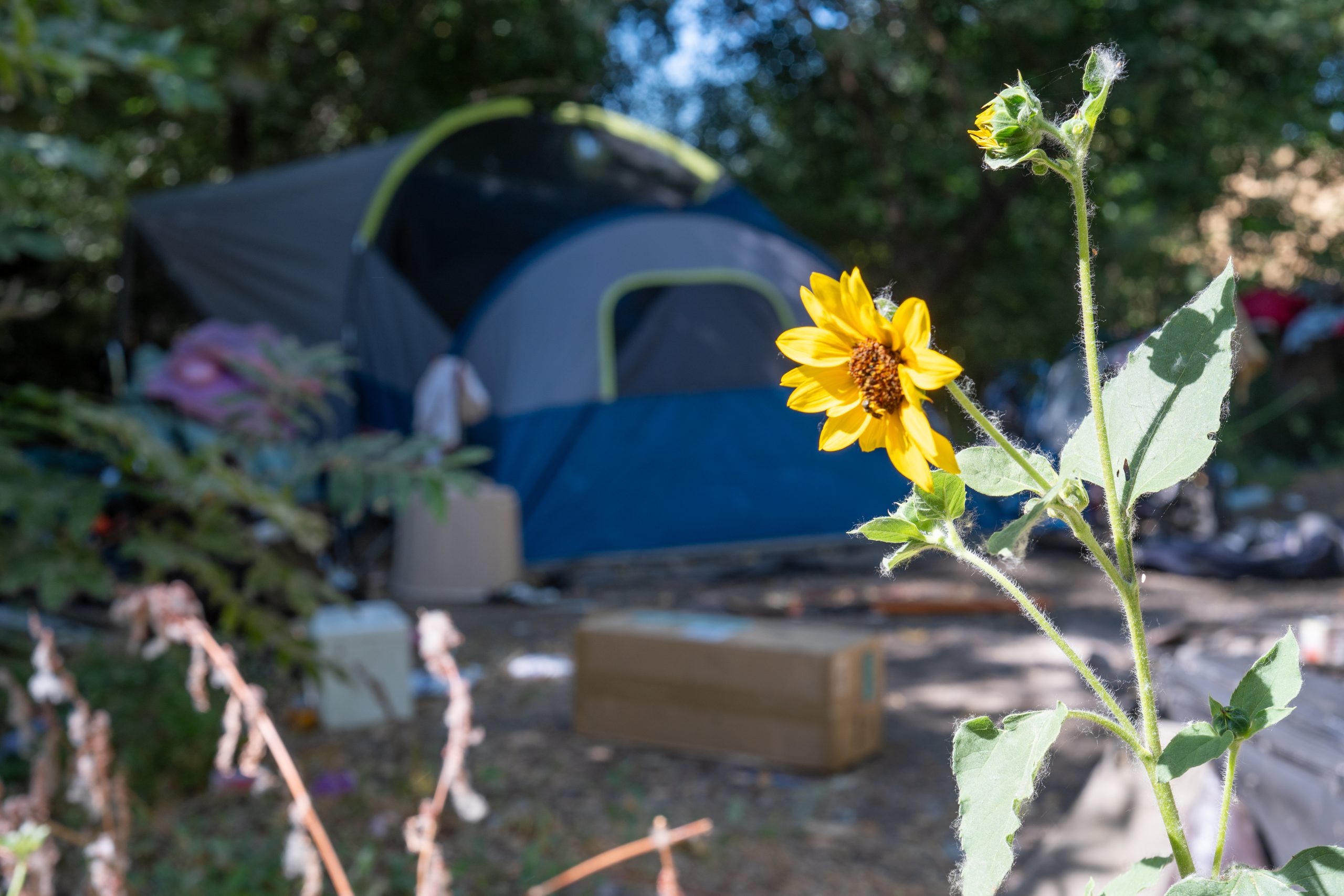 SacObserver's tweet card. Special report examines Sacramento’s growing homelessness crisis and its disproportionate number of Black residents, who make up 33% of the unhoused population.