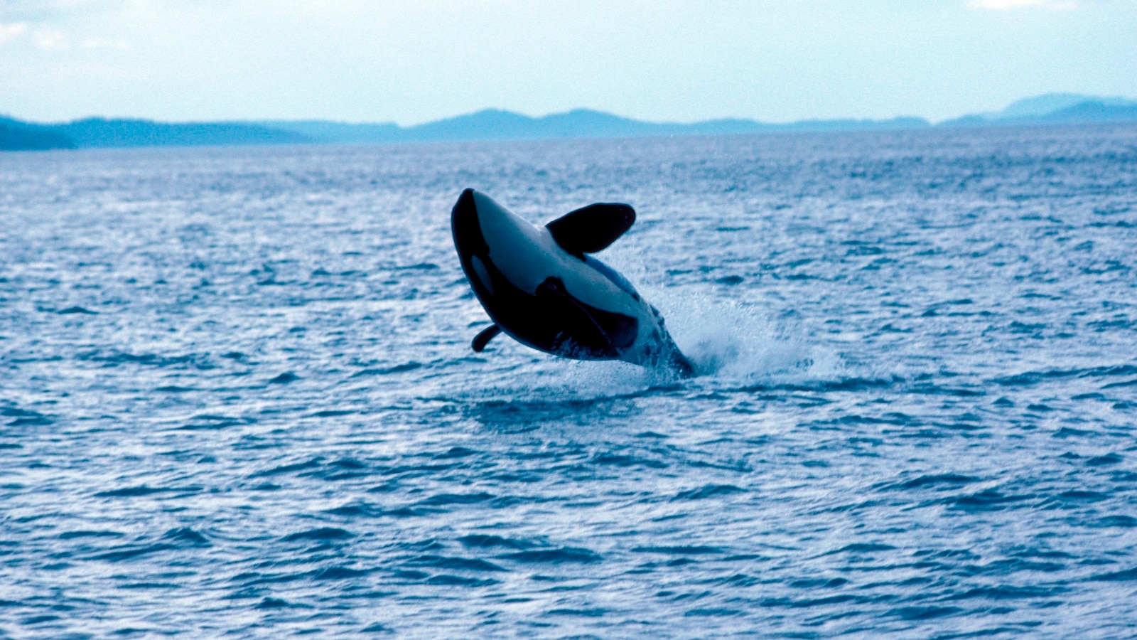 AnInternetRobot's tweet card. The 50-foot yacht, named The Alboran Cognac, was 15 miles from Cabo Espartel in Morrocco when an unknown number of orcas began ramming the vessel.