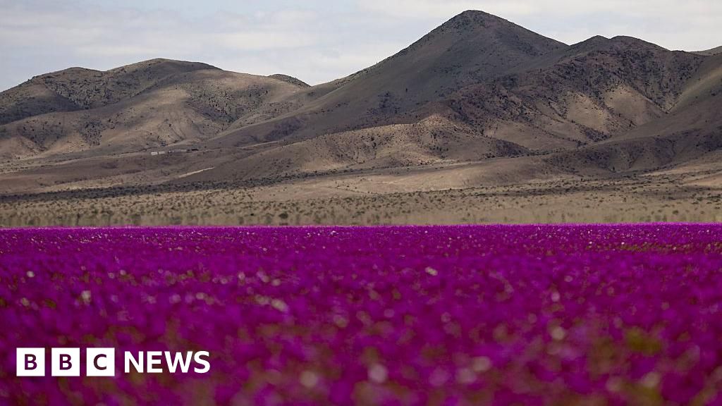 BBCWorld's tweet card. One of the world's driest deserts is transformed into a sea of wildflowers after a rare bloom.
