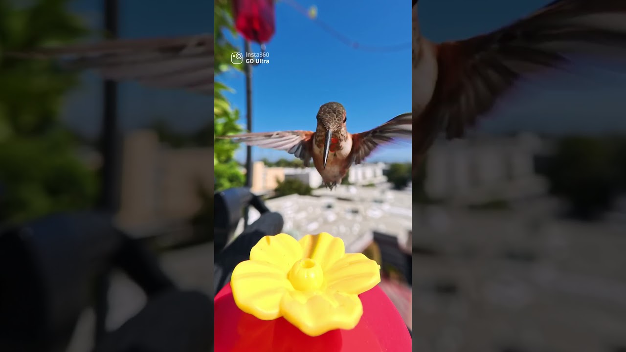 GoProTimes's tweet card. GoProTimes posted a new update to it's feed.
