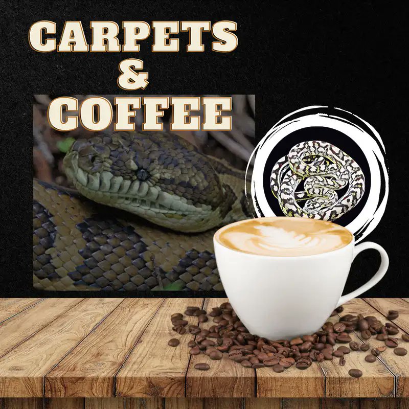 Moreliapython's tweet card. Carpets & Coffee #100 | Carpets & Coffee | Episode 27