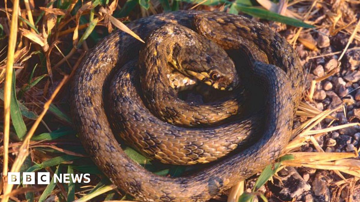 Steph_Biosec's tweet card. Frogs, lizards, snakes and insect pests are being transported across the world on ornamental plants.