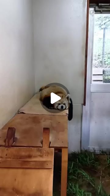 adz_redpanda's tweet card. 長野市茶臼山動物園　公式インスタグラム (@chausuyamazoo) • Instagram reel