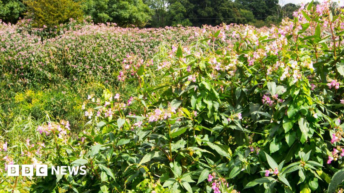 Steph_Biosec's tweet card. An innovative technology company is hoping to incentivise volunteers to help tackle Himalayan Balsam.