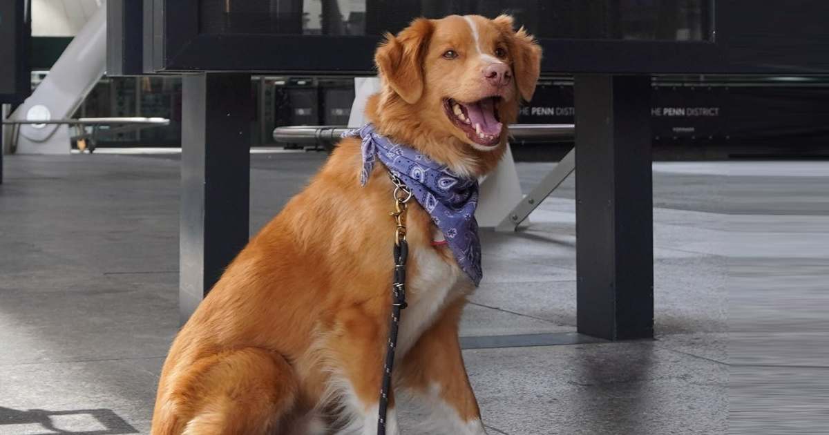 Koimoi's tweet card. Indy, the breakout dog star of Good Boy, launches a historic Oscar campaign, sparking fresh debate on recognizing animal performers at the Academy Awards.