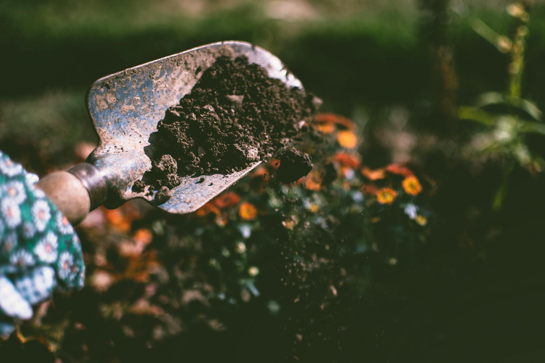 envirolineblog's tweet card. Join me for a new series where I share what to prepare and plant each month. These are the February gardening jobs to add to your to-do list.