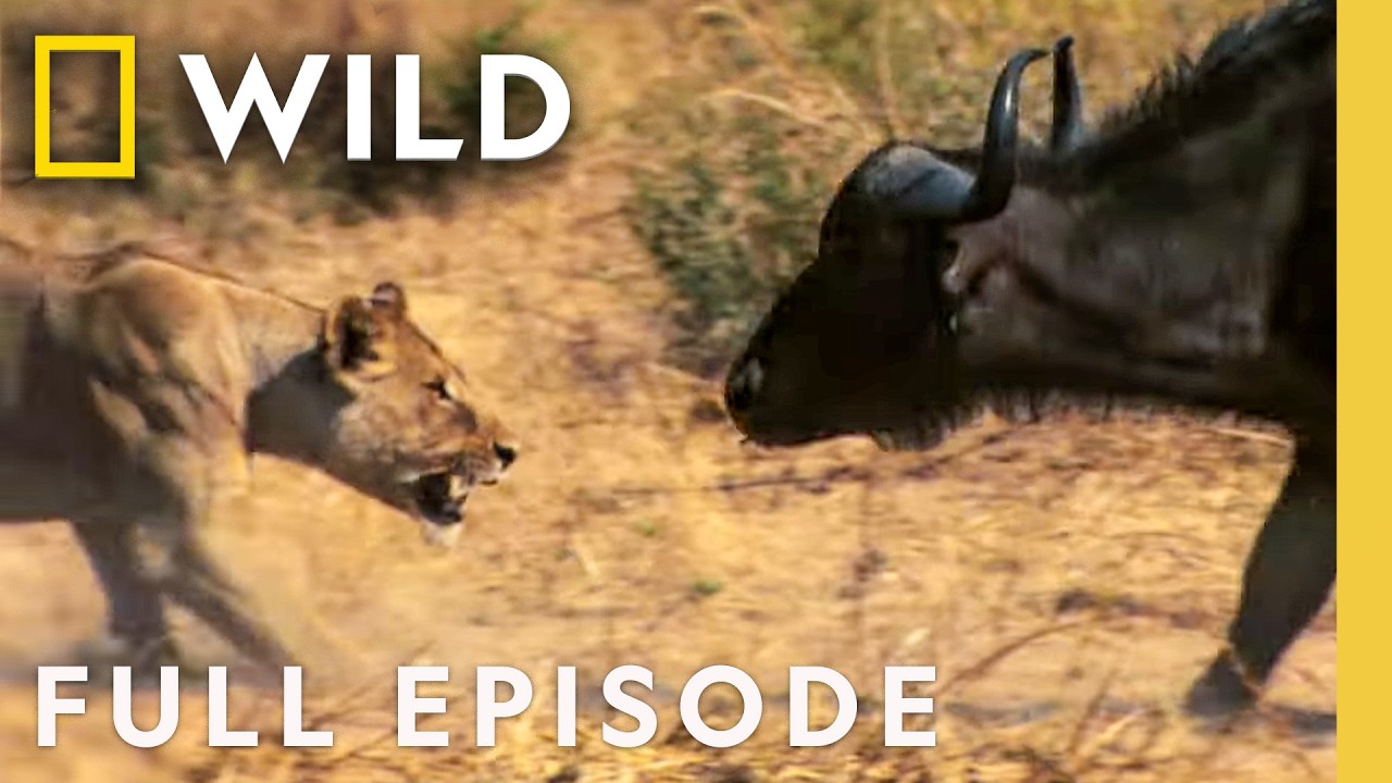 CCB_BBCTech's tweet card. Lion vs. Cape Buffalo: When Prey Fights Back | Lion Battle Zone (Full...