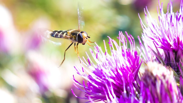 oldgreytechie's tweet card. Scientists recorded an estimated 17 million flies, wasps, butterflies and dragonflies pouring through a single 30-metre-wide pass on the border of France and Spain each autumn.