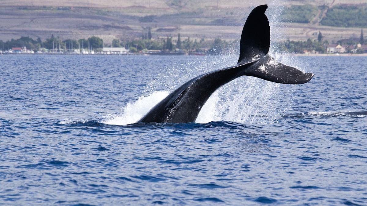 sorobanhooks's tweet card. The OG whale reportedly sold BTC in the spot market earlier this week.