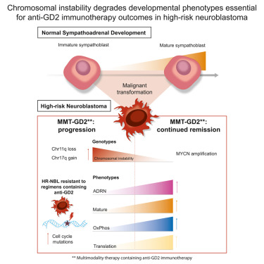 CellRepMed's tweet card. Rebernick et al. profile 840 tumors and identify actionable ALK gene fusions in high-risk neuroblastoma. Using fetal single-cell RNA sequencing, they demonstrate that developmental phenotypes are...