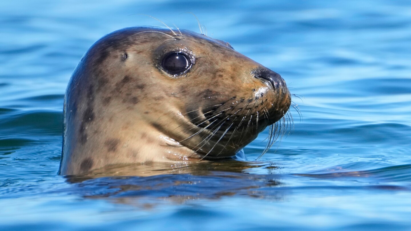HewittNewton's tweet card. One of the U.S.’s longest standing pieces of environmental legislation, credited with helping save rare whales from extinction, is the subject of an effort for cutbacks from Republican lawmakers who...