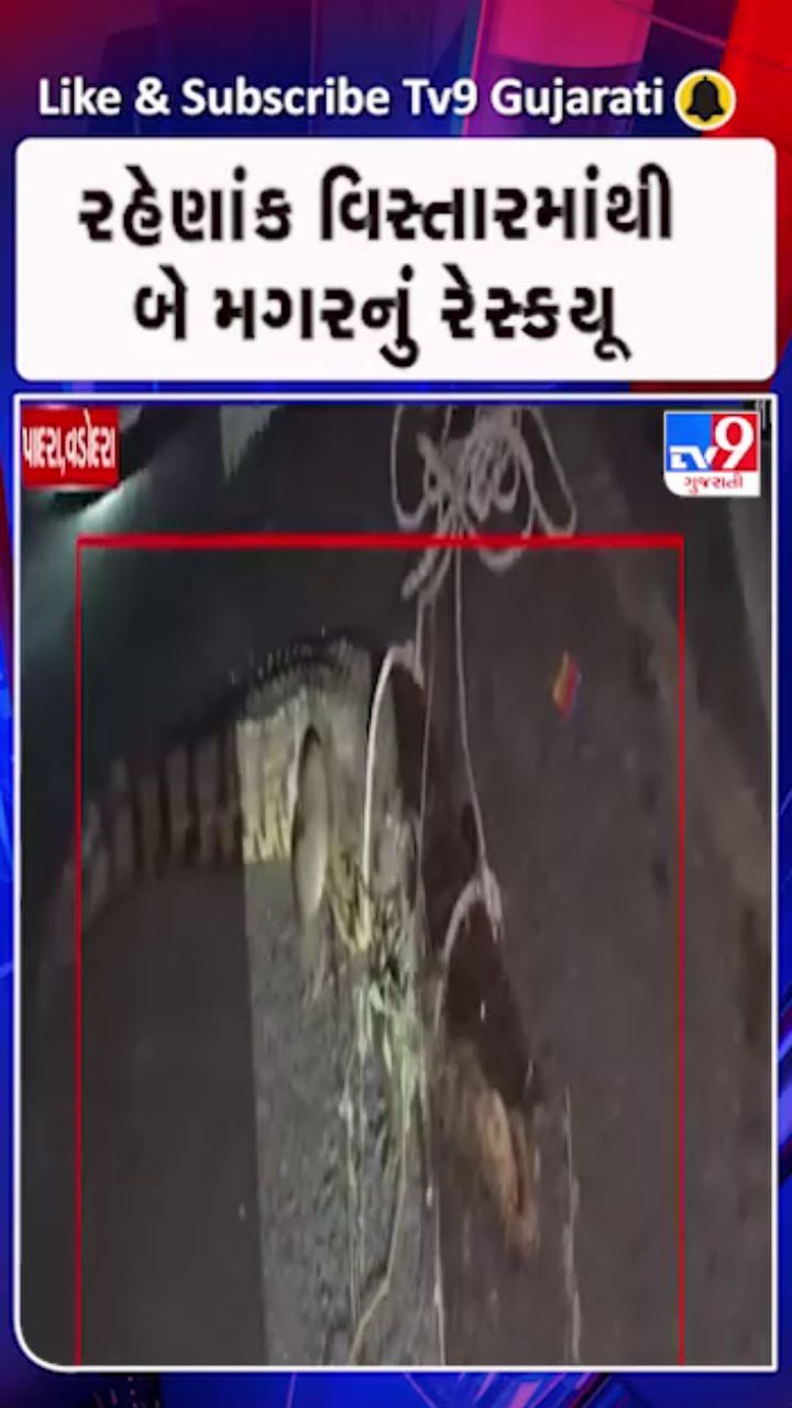 tv9gujarati's tweet card. વડોદરા પાદરાના બે રહેણાંક વિસ્તારોમાંથી મહાકાય મગરનું રેસ્ક્યૂ.આતી અને ઝવેરીપુરા ગામના રહેણાંક વિસ્તારમાં દેખાયા હતા મગર.આતી ગામમાં 9 ફૂટ લાંબો મગર દેખાતા ફેલાયો હતો ભયનો માહોલ.ઝવેરીપુરા ગામમાંથી...