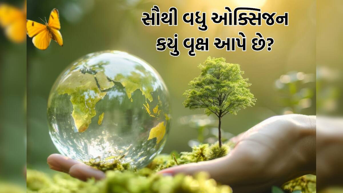 News18Guj's tweet card. વૃક્ષો અને છોડ આપણા ભવિષ્ય માટે અત્યંત જરૂરી છે કારણ કે તેમના કારણે જ આપણે શુદ્ધ હવા મેળવી શકીએ છીએ. શું તમને ખબર છે કે કયું વૃક્ષ સૌથી વધુ ઓક્સિજન આપવાનું કામ કરે છે?