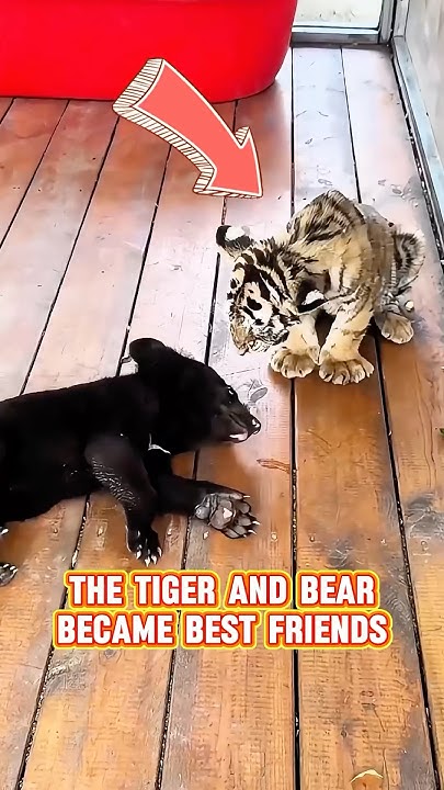 Rollincroskey1's tweet card. The bear protects its good friend, the tiger #shorts #tiger