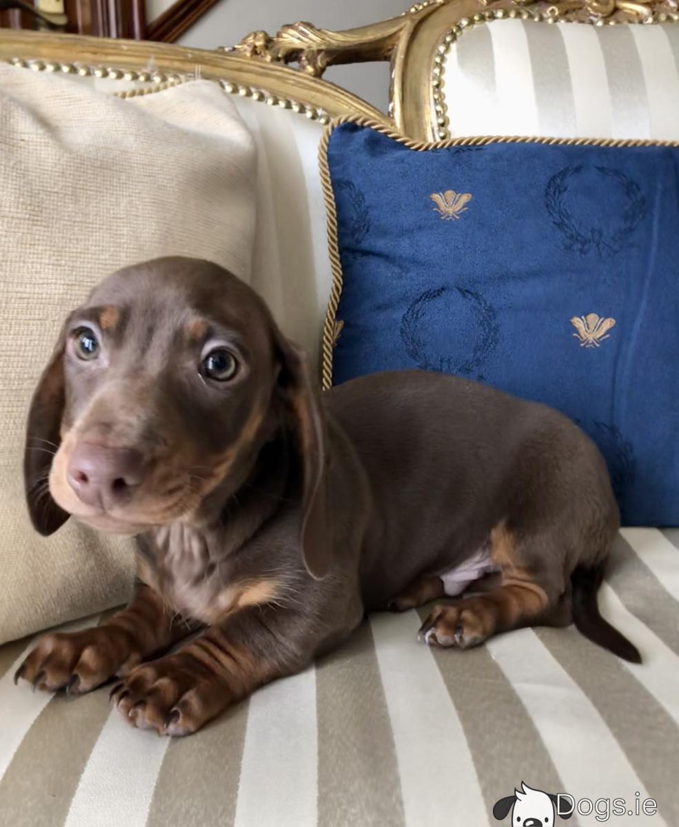 irishdogs's tweet card. Find Puppies & dogs for sale on Dogs.ie - Ireland’s largest dog classifieds site to buy and sell puppies near you. Buy and sell puppies & dogs.
