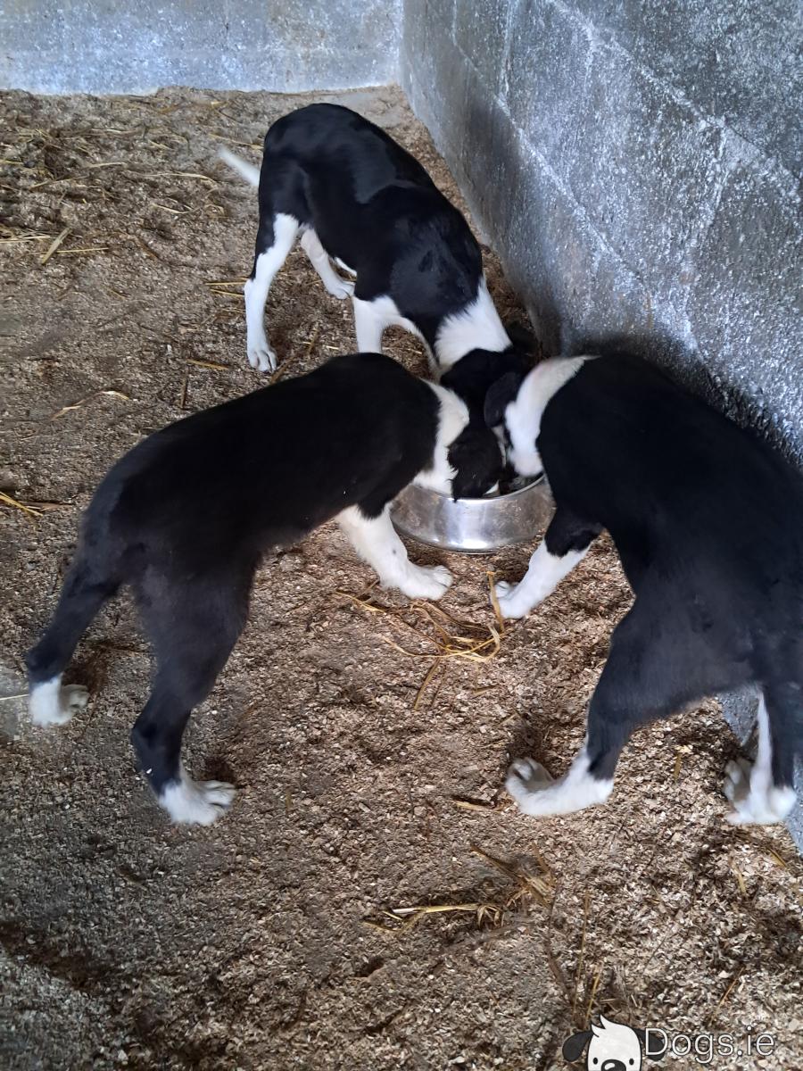 irishdogs's tweet card. Find Puppies & dogs for sale on Dogs.ie - Ireland’s largest dog classifieds site to buy and sell puppies near you. Buy and sell puppies & dogs.
