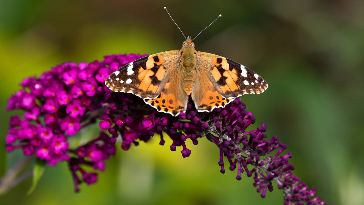LBC's tweet card. One butterfly species, the Madeiran large white – which was only found on the Portuguese island of Madeira - is now officially classed as extinct