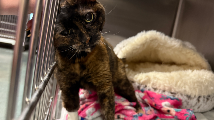 DawnMBennettVA's tweet card. Hi everyone, I need your help for my baby girl Frosch, who is current… Dawn Bennett needs your support for Please Help Dawn M. Bennett's Baby Girl, Frosch