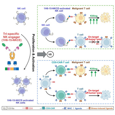 CellRepMed's tweet card. In this study, Yang et al. report a CD5-targeted tri-specific NK cell engager (1H6-15-NKCE) as a potential immunotherapy for T cell malignancies. 1H6-15-NKCE enhances NK cell activation and cytotox...