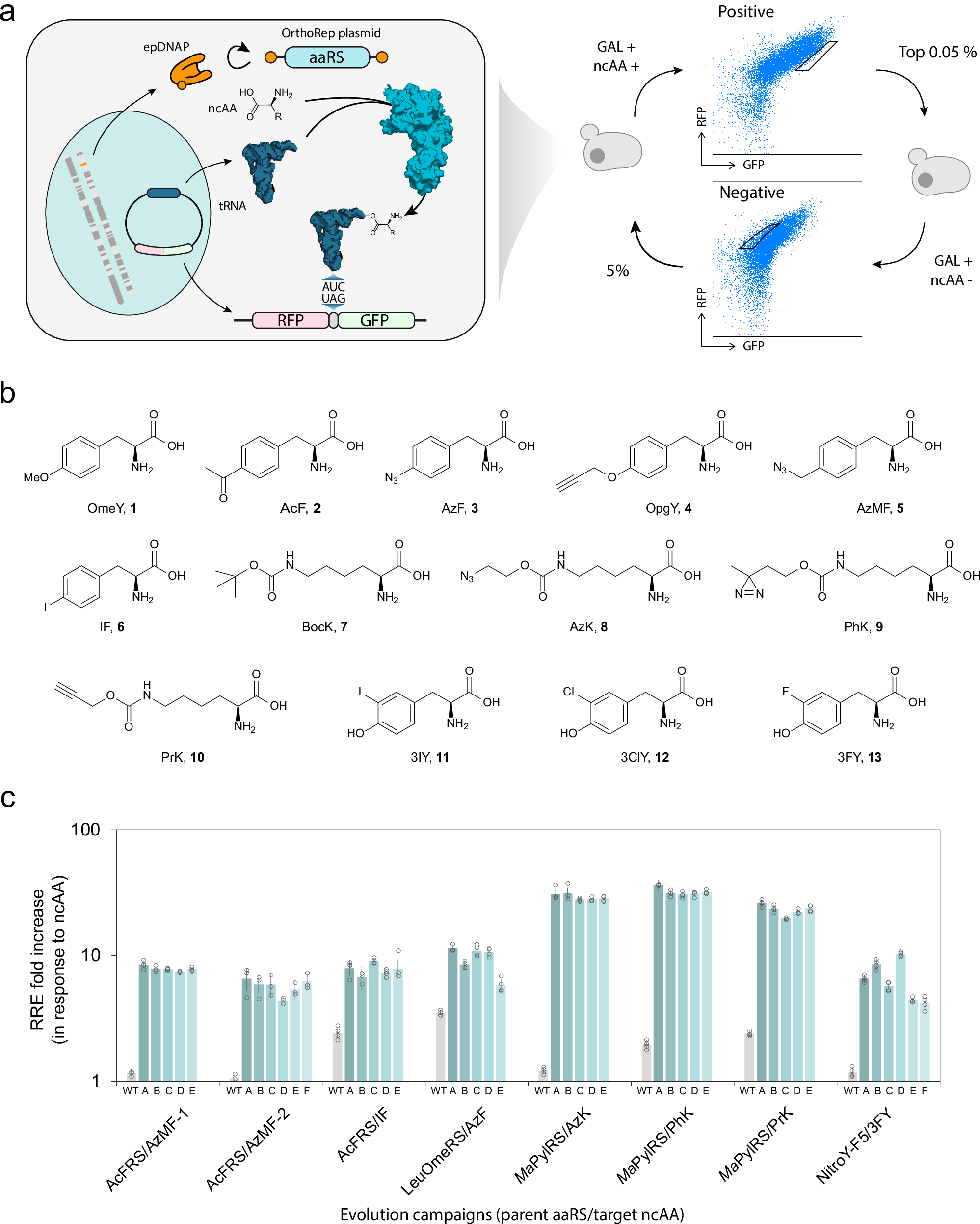 chang_c_liu's tweet card. Nature Communications - Genetic code expansion (GCE) enables the incorporation of new amino acids into proteins. Here, authors demonstrate the rapid OrthoRep-driven evolution of aminoacyl-tRNA...