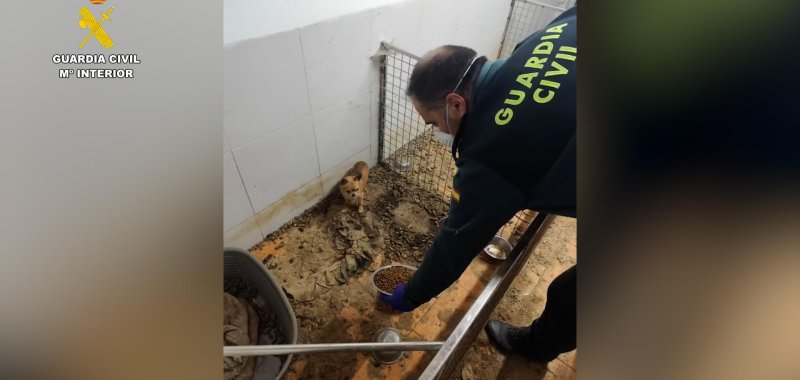 realTuckFrumper's tweet card. A hidden breeding facility in Spain was found to contain the remains of 250 animals and 171 live animals that were endangered and recovered to receive veterinary care.