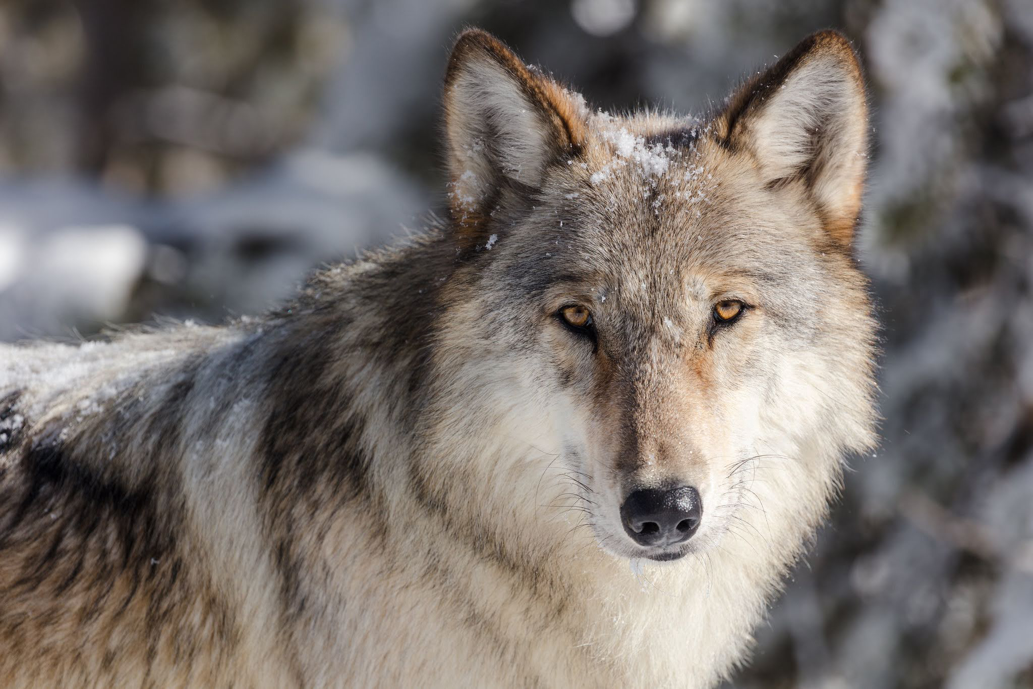 MexicanWolves's tweet card. After a judge lamented the “political yo-yo” process embroiling wolf management in the Northern Rockies, no one appears to know how to deescalate the debate.