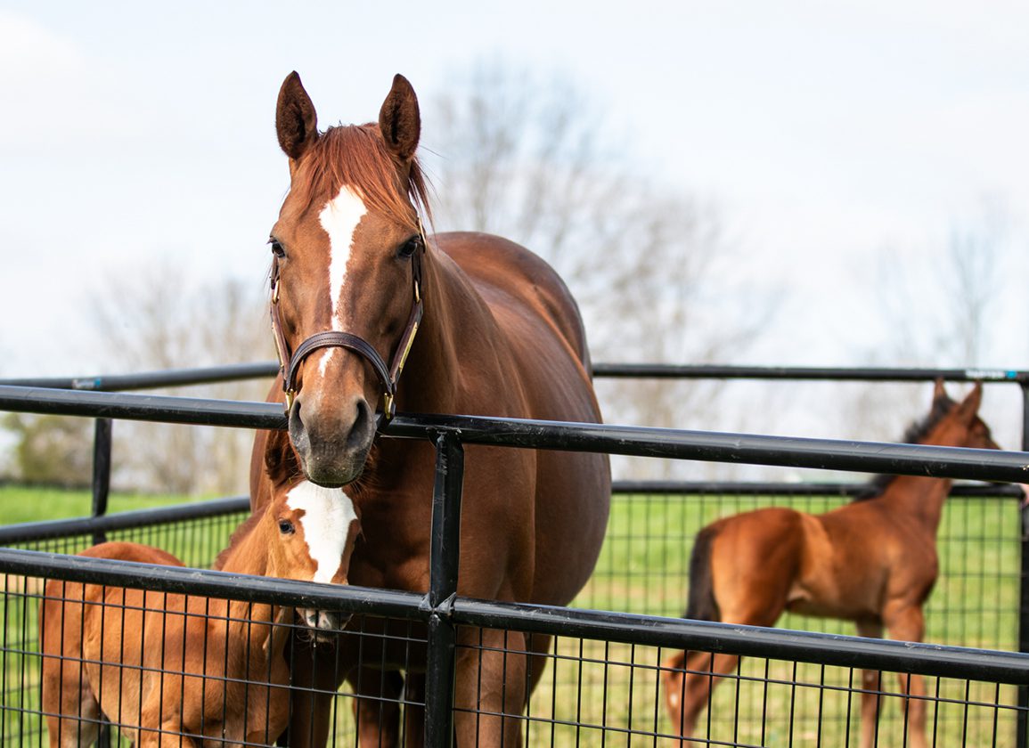 theTDN's tweet card. On a quiet afternoon at Meadowbrook Farm in Shelbyville, Ky., mares and foals graze and stroll about while pregnant broodmares-in-waiting bask in the warmth of the sun's rays. And adjacent to all of...