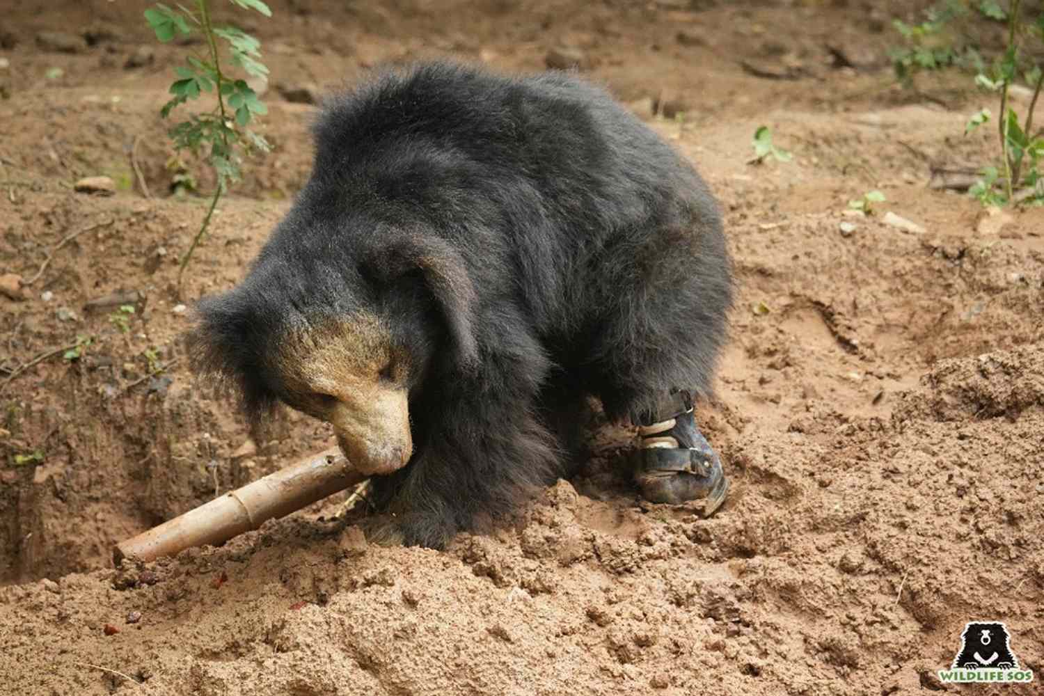 people's tweet card. Bannerghatta Bear Rescue Centre and Wildlife SOS worked together with Wizard of Paws Derek Campana to make Vasi the rescue bear a prosthetic leg; the first of its kind for a sloth bear