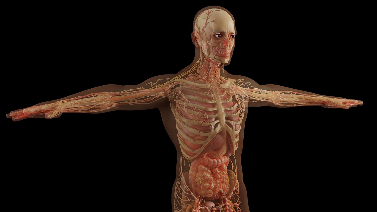 RiboCode's tweet card. Ribosomes are protein factories found in all living things. Our bodies are full of proteins, but how are they made? Artist Chris Jarratt in collaboration with Dr Emma Thomson’s lab utilised kinetic...