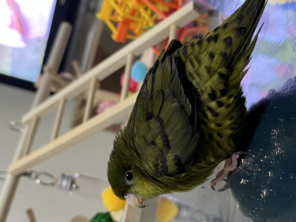 petmaigo's tweet card. お話は出来ませんが名前を呼ぶとこちらを向いてピィと鳴きます