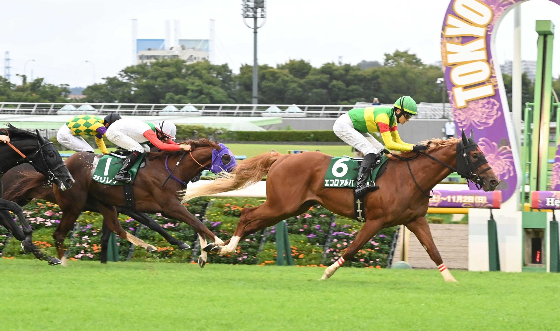 netkeiba's tweet card. 　「サウジアラビアＲＣ・Ｇ３」（１１日、東京）　勝ち馬からのちのＪＲＡ・Ｇ１馬を４頭輩出している“出世レース”。今年は２番人気のエコロアルバが豪快な大外一気を決めて、無傷の２連勝＆重賞初制覇。２着にガ… No.1競馬情報サイト「netkeiba」の競馬ニュース。