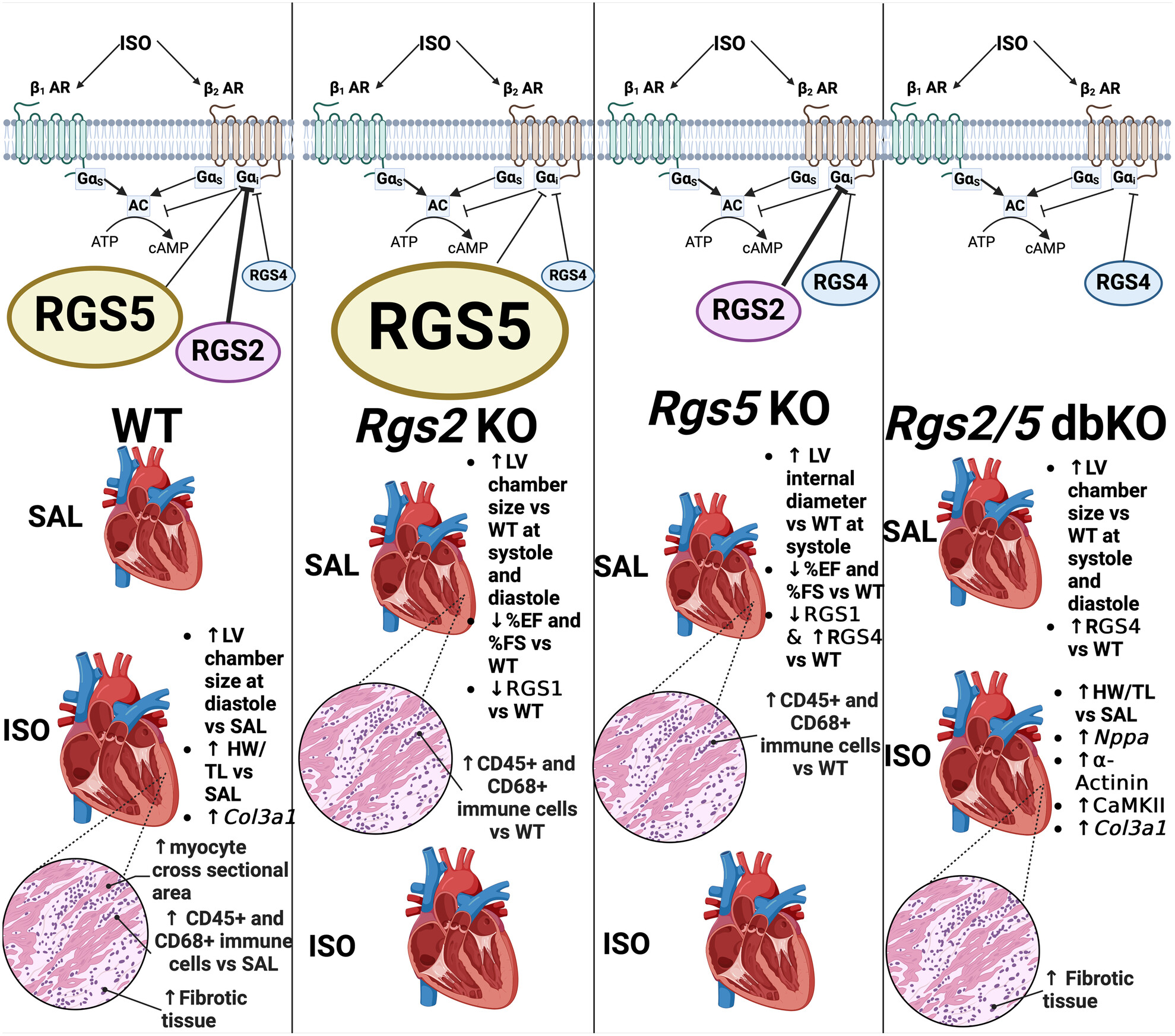 PhysRep's tweet card. Regulation of Gαi/o by RGS2 and RGS5 of the R4 family of RGS proteins is key to homeostatic control of cardiac structure and function by adenylyl cyclase (AC)-mediated cAMP signaling downstream of...