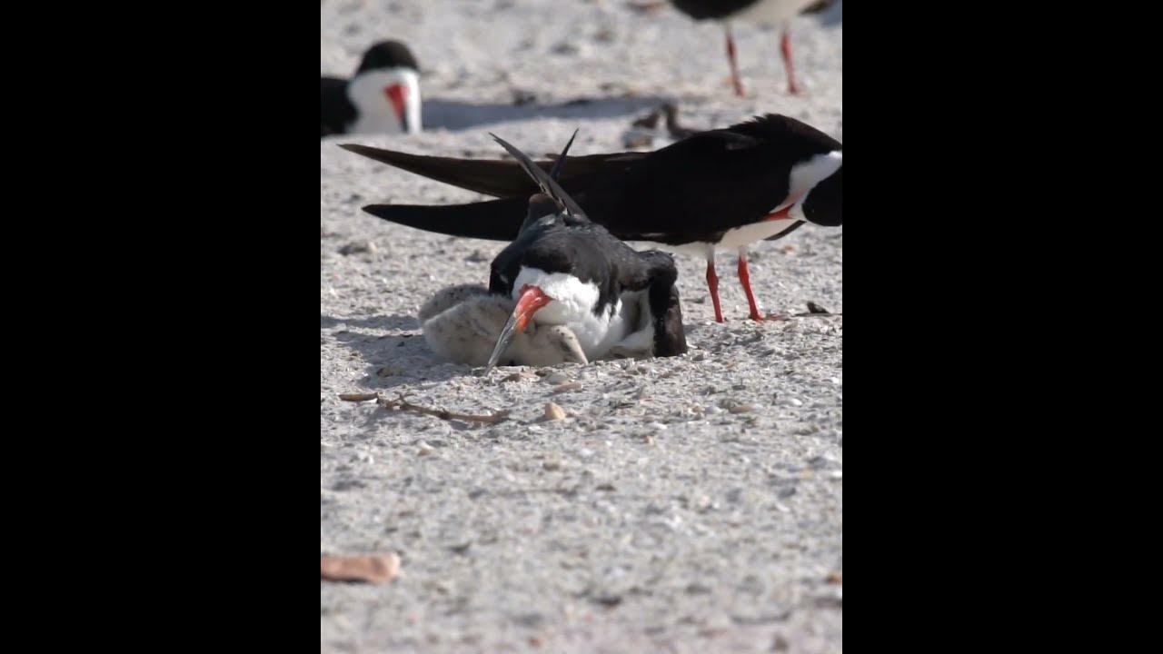 LoveFloridaPics's tweet card. Cute Black Skimmer Chicks #birds #nest #wildlife #birdnest #nature...