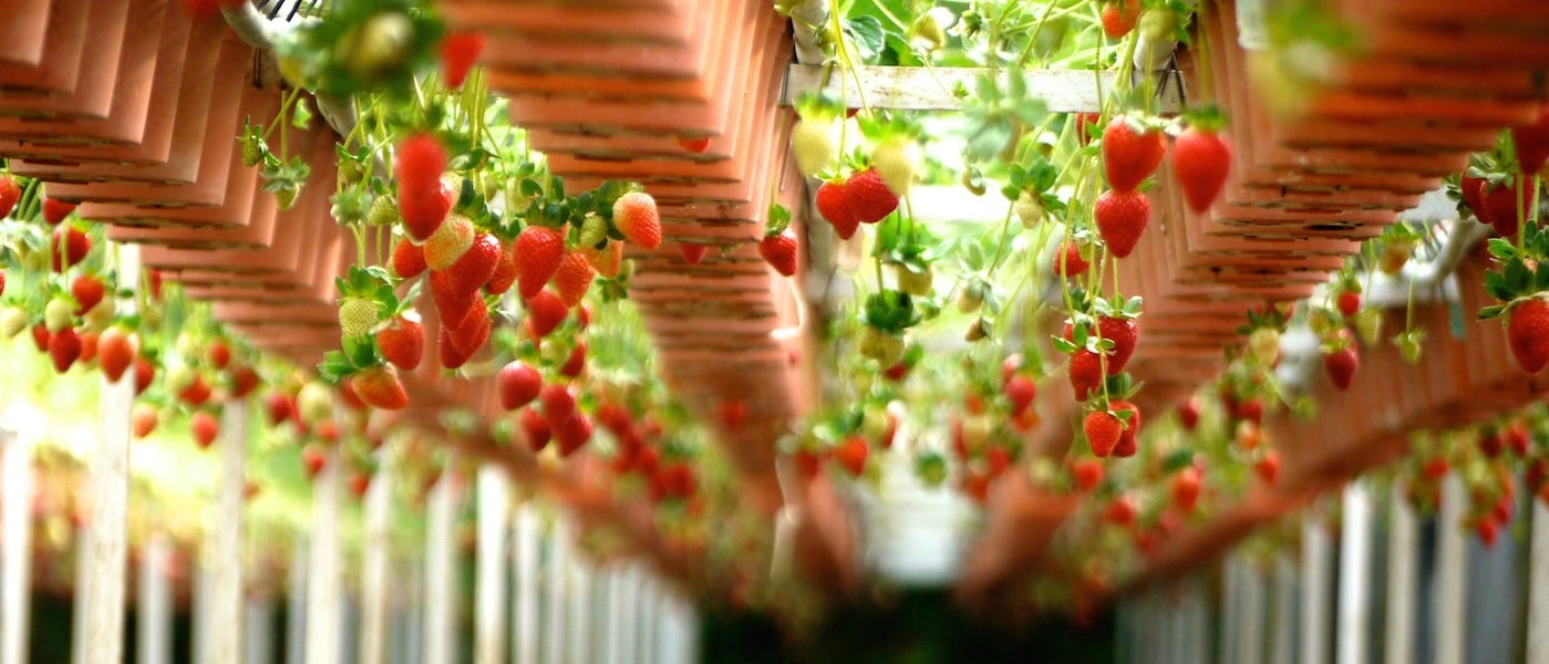 hacker_unit's tweet card. Alesca Life designs and builds turn-key farming solutions that enable anyone in any environment to produce safe and healthy produce locally.