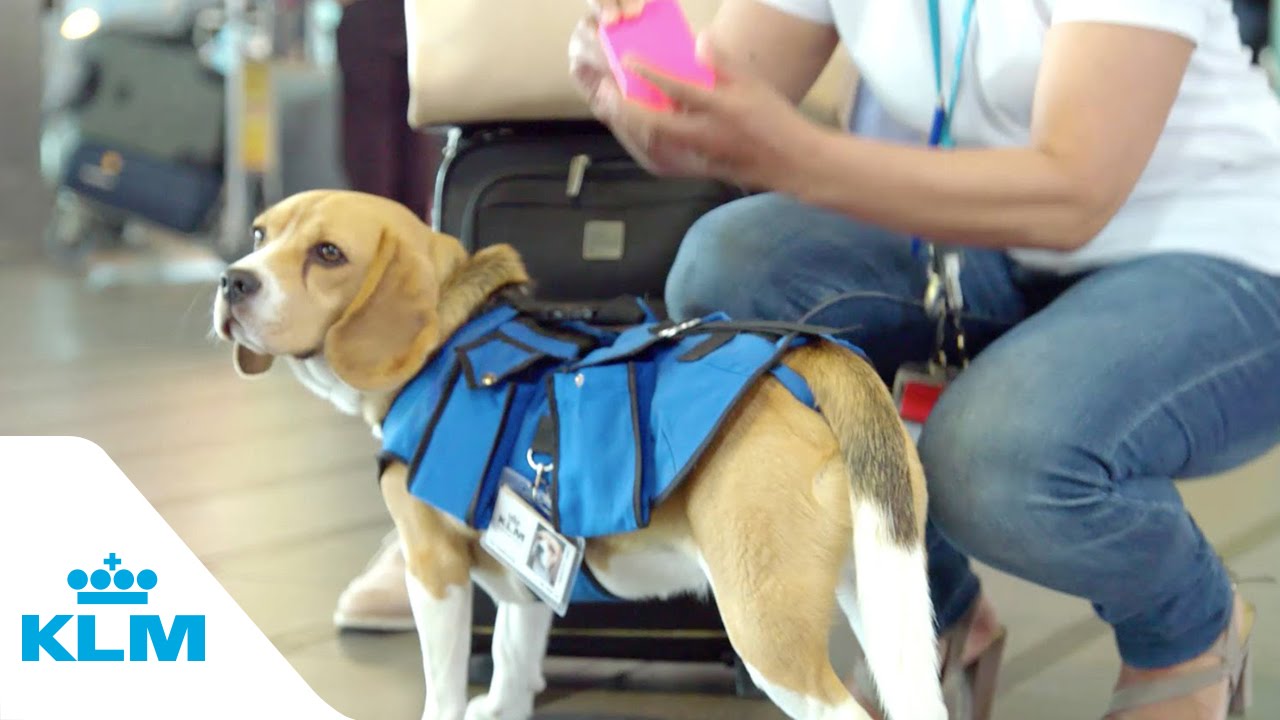 PascalFCDB's tweet card. KLM Lost & Found service