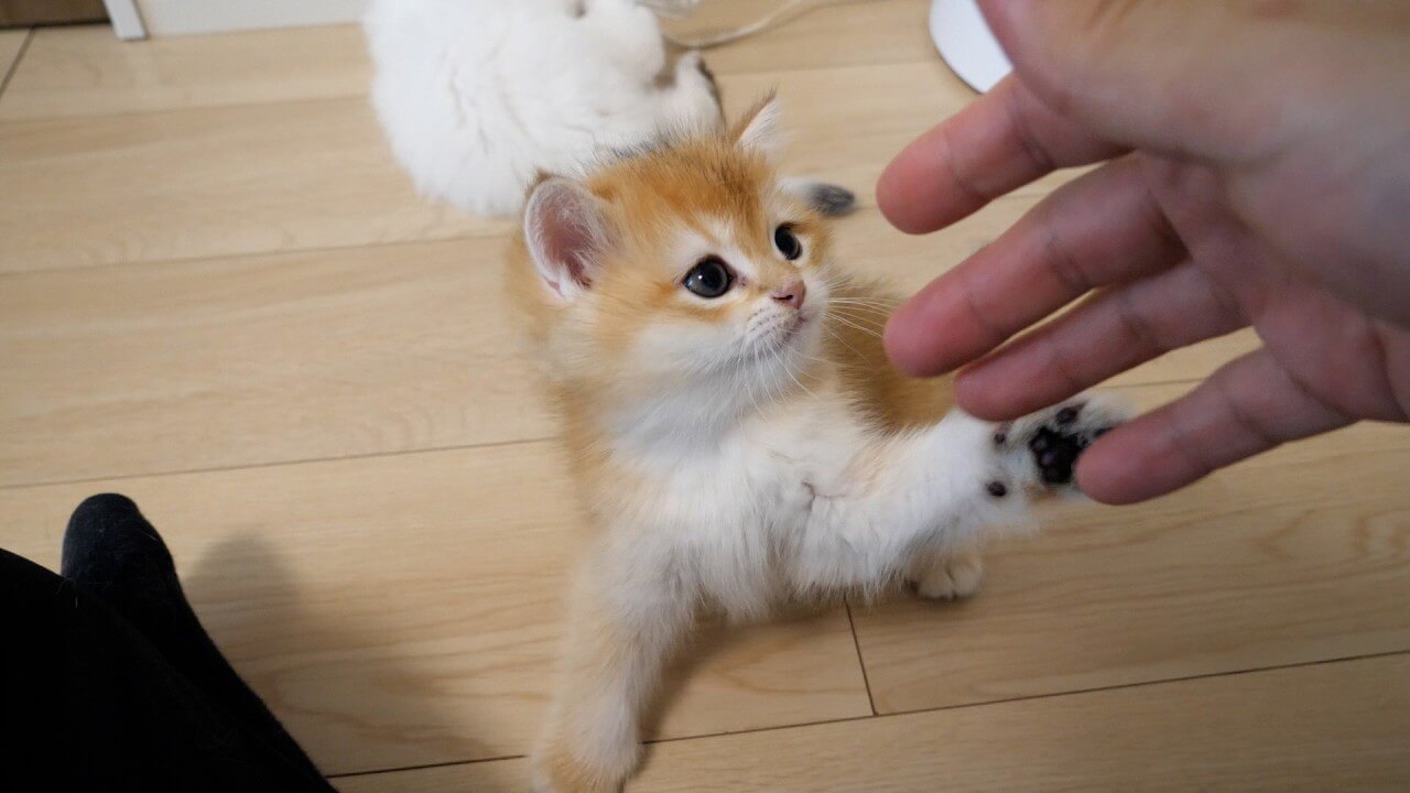 universitycatc's tweet card. モフッとした真っ白な子猫はしっぽの先っぽだけ黒いところがチャームポイント。一見おしとやかな子猫のように見えるの