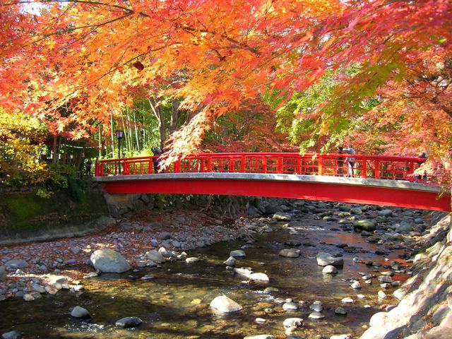 TOKYO_Shuto634's tweet card. 静岡県でおすすめの紅葉名所をご紹介。場所や標高などによりますが例年の見頃の時期が10月下旬から12月中旬までのスポットがあります。紅葉ライトアップや紅葉祭りを予定しているスポットも。写真や2025年情報をチェックして秋の紅葉狩りにでかけませんか。