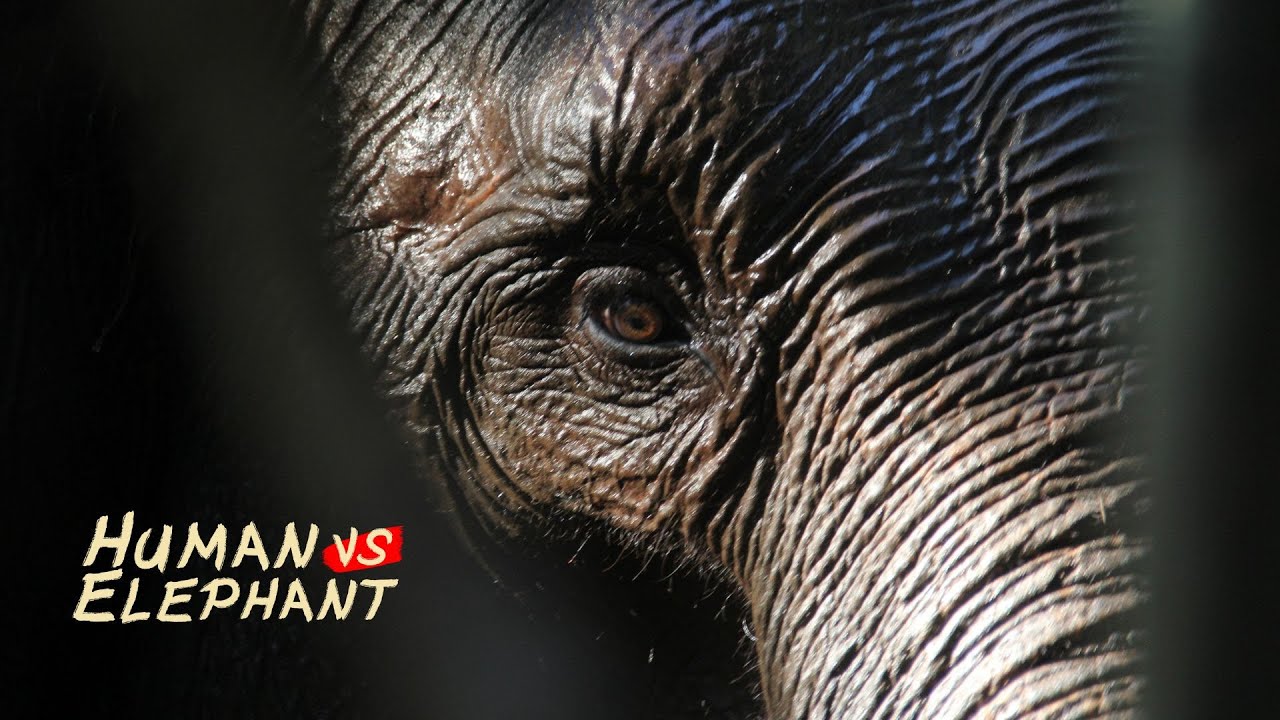 DeiDay919's tweet card. Human vs Elephant - Documentary Film