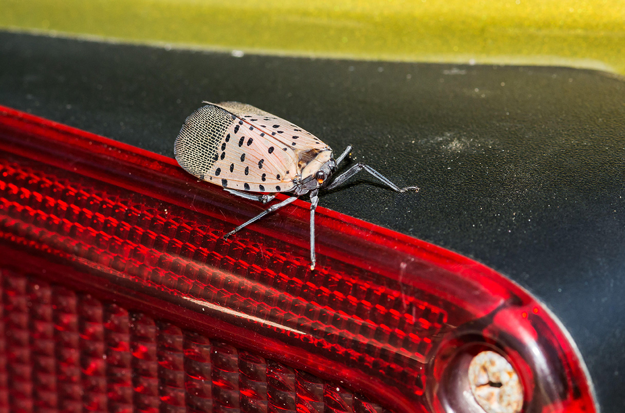 EntsocAmerica's tweet card. First-of-its-kind study shows these invasive pests can cling to cars even in high winds