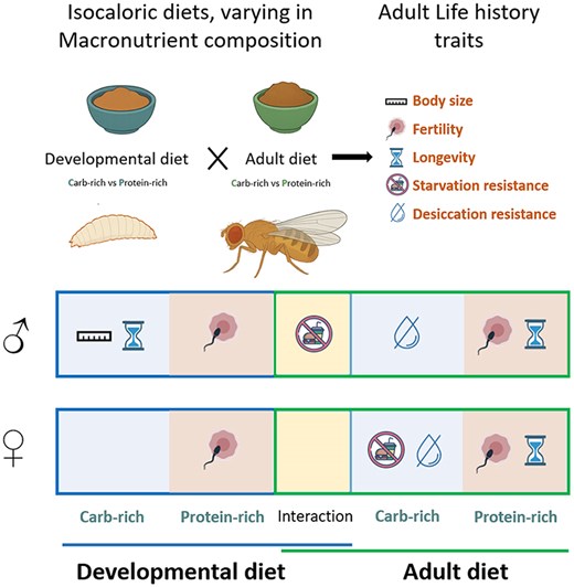 sudiptatung's tweet card. Abstract. Life-history traits such as body size, reproduction, survival, and stress resistance are fundamental to an organism’s fitness and are highly infl