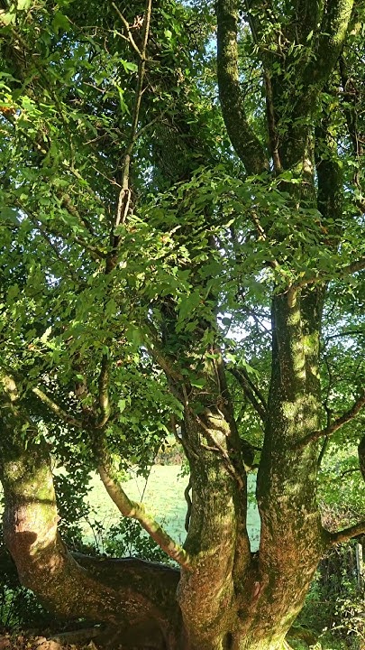dolphinkrishna's tweet card. Autumn's Embrace: Green Tree in Golden light #tree #nature #slowtv...