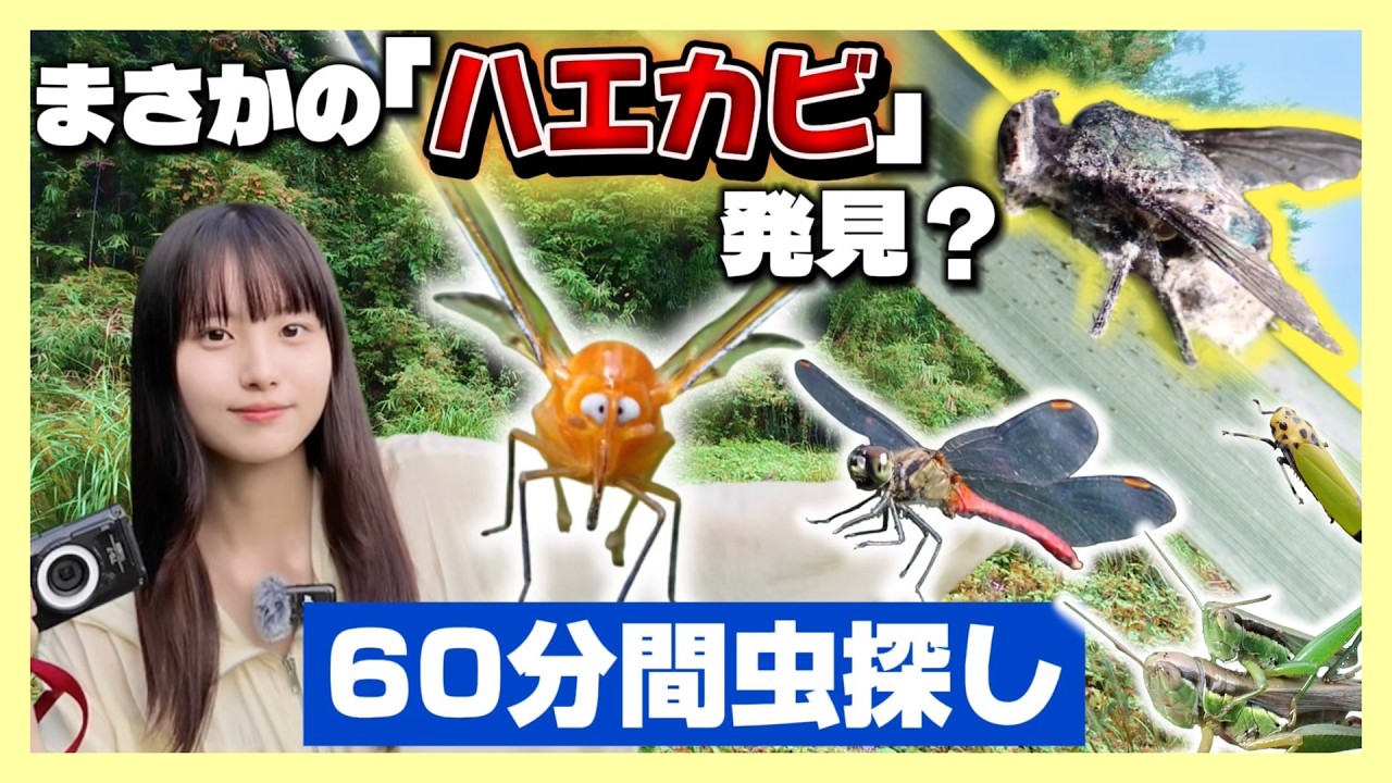 piyo_bug's tweet card. 【制限時間60分】虫オタクなら、ここで何種類の虫に出会える！？