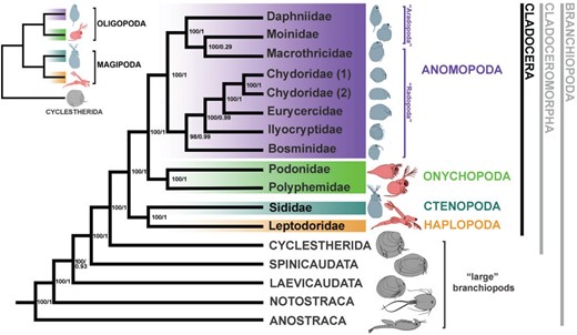 JLDudycha's tweet card. Abstract. Although phylogeny estimation is notoriously difficult in radiations that occurred several hundred million years ago, phylogenomic approaches off