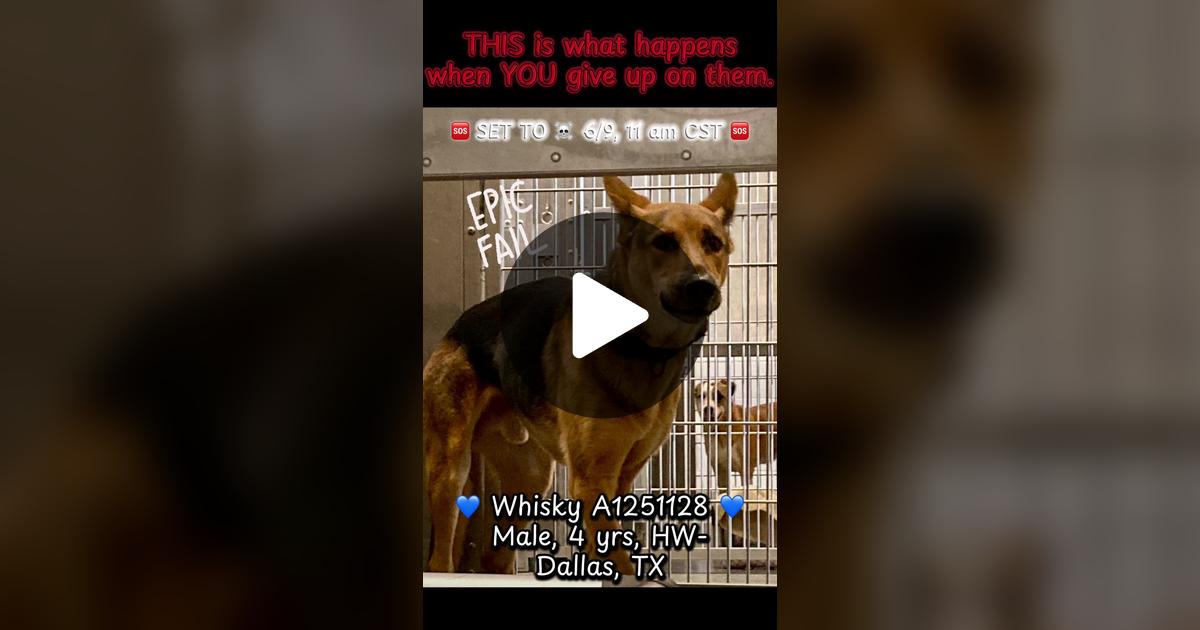 SupportPets's tweet card. 576 likes, 294 comments. “💙 WHISKY HAS BEEN TAGGED FOR RESCUE 💙 🆘 ADOP RESCU- SPACE - Needs placement by 6/9 11am 🆘 Animal ID: Whisky A1251128 Age: 4 Years Old Sex: Unaltered Male Weight: 50 lbs...