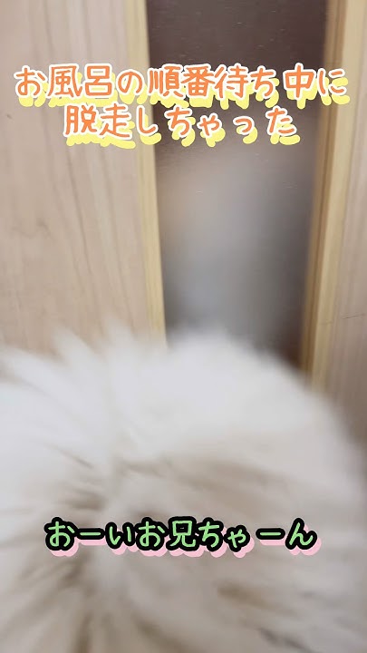 aoirotidori's tweet card. お風呂待ちで脱走した犬！🛁🐶「お兄ちゃん、どこいったー？」#愛犬 #大型犬のいる生活 #犬のいる生活 #スタンダードプードル...