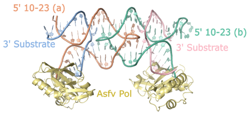 LabRobart's tweet card. I have always been fascinated by nucleic acids that can perform chemical reactions. When I came to WVU I knew I wanted to venture into a bizarre area of biochemistry: catalytic DNA molecules, known...